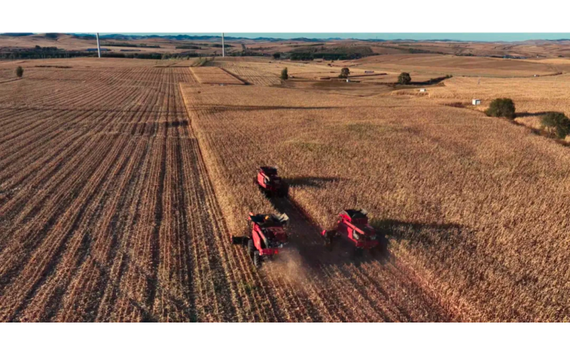 润农节水科技赋能：科右前旗玉米迎丰收，开创北方单产提升新范式
